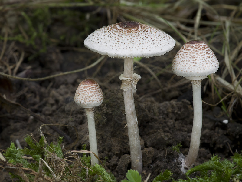 Lepiota cristata